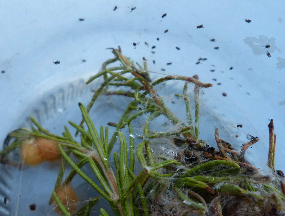 Araneus diadematus - Pantelleria